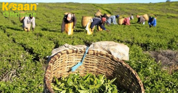 उत्पादन कम होने से, दार्जिलिंग चाय उद्योग बुरी हालत में